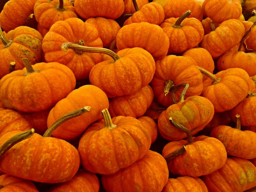 Dia de Muertos DF - Calabazas