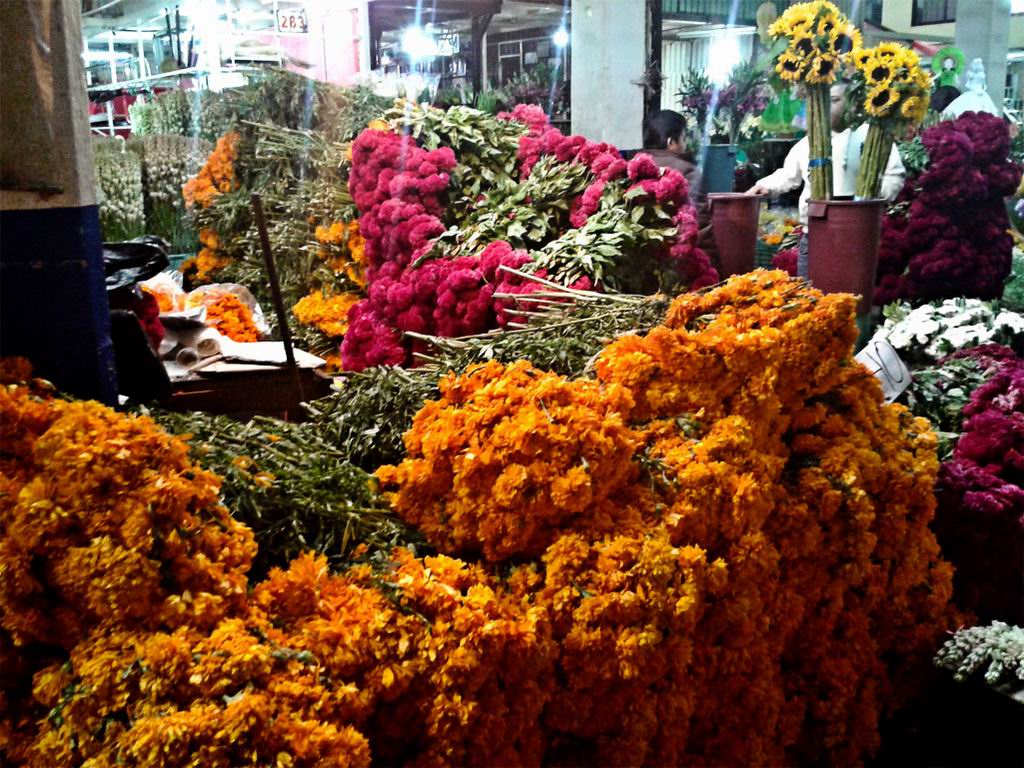 Dia de Muertos DF - Cempasuchil