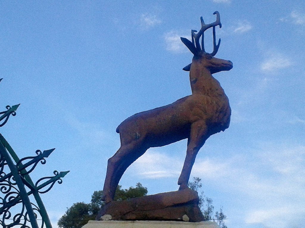 Venado - Polanco